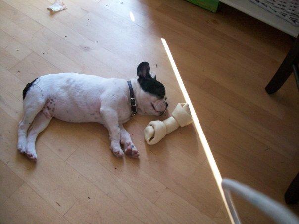 Fransk bulldog † Gizmo †  <3 <3 <3 <3 billede 8