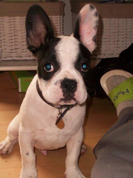 Fransk bulldog † Gizmo †  <3 <3 <3 <3 billede 10