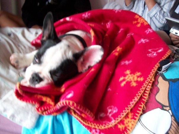 Fransk bulldog † Gizmo †  <3 <3 <3 <3 billede 11