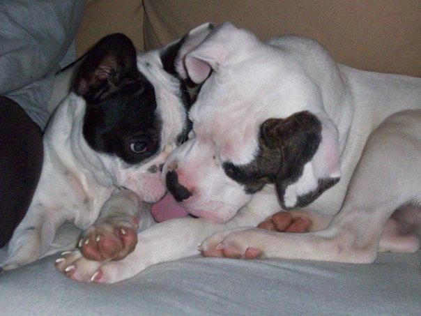 Fransk bulldog † Gizmo †  <3 <3 <3 <3 billede 13