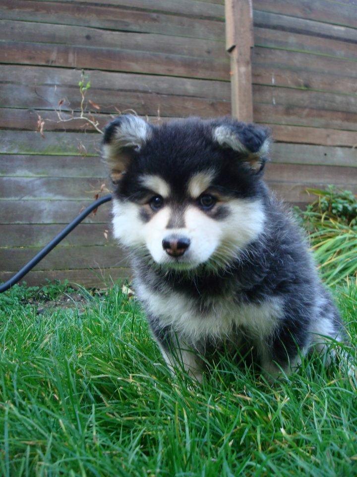 Finsk lapphund gottorps Ussi (kaldt: Bertha) billede 41