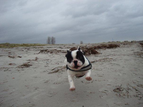 Fransk bulldog † Gizmo †  <3 <3 <3 <3 billede 14