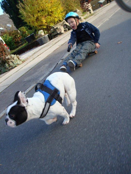 Fransk bulldog † Gizmo †  <3 <3 <3 <3 billede 15