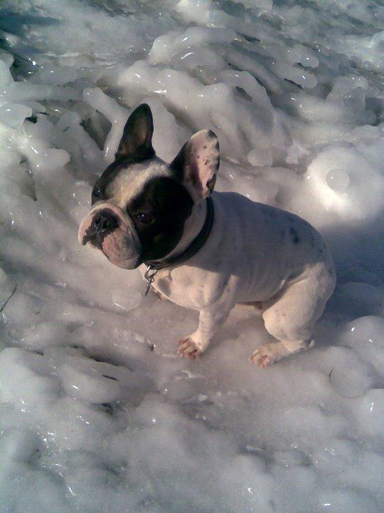 Fransk bulldog † Gizmo †  <3 <3 <3 <3 billede 9