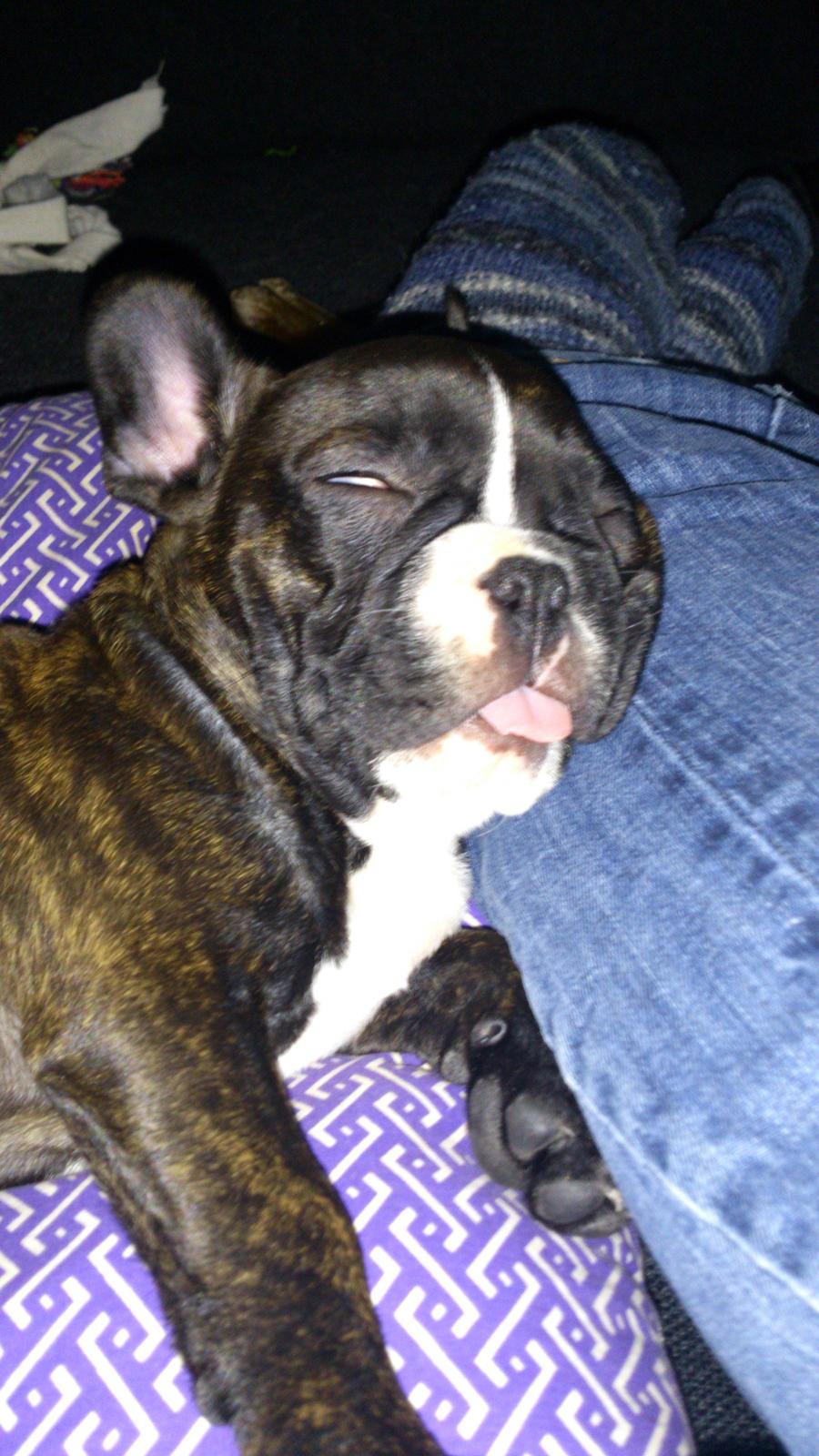 Fransk bulldog Bea - Så træt bliver man når man leger med de store dreng :-) billede 3