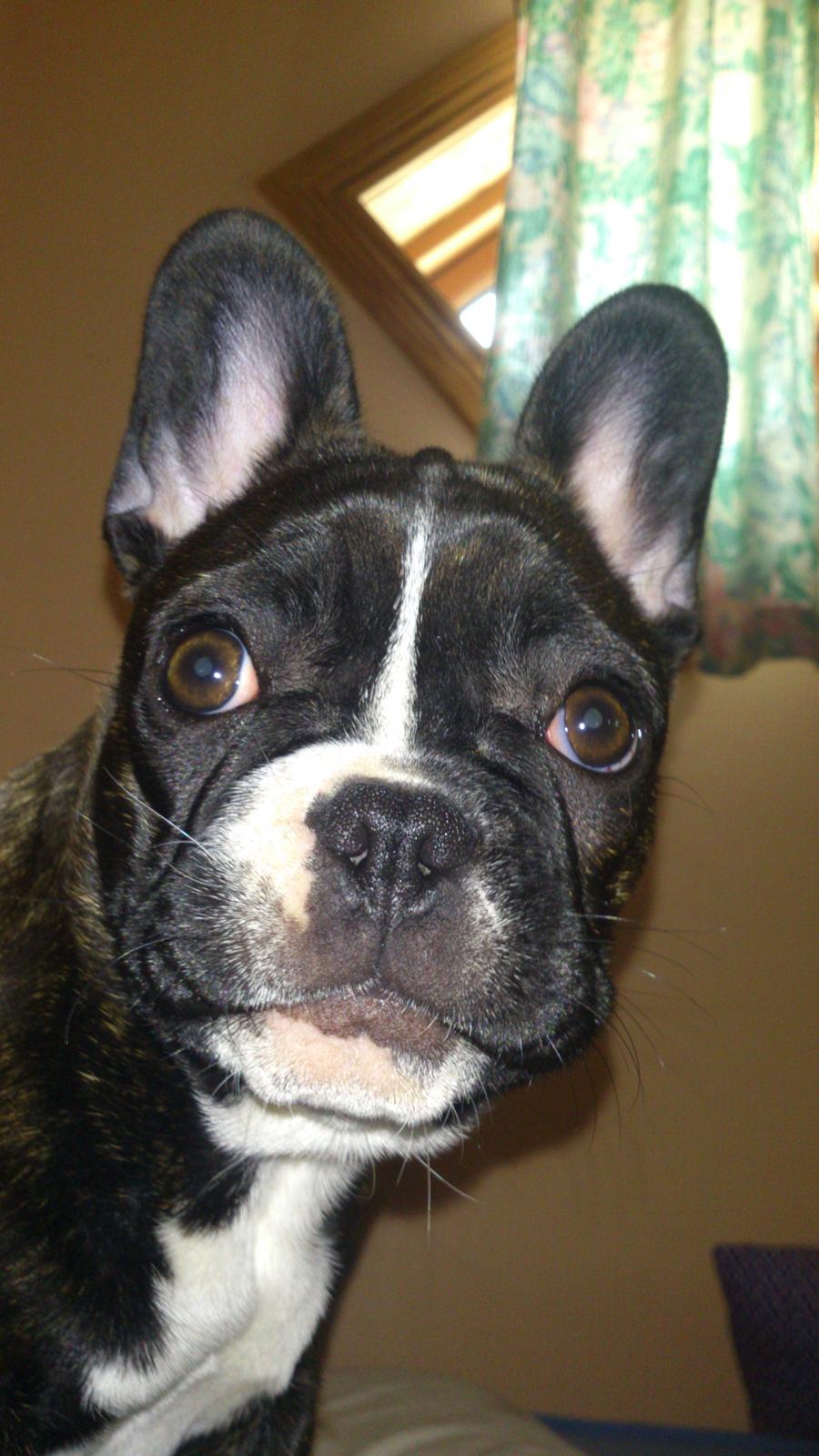 Fransk bulldog Bea - Smukke Mig :-) billede 4