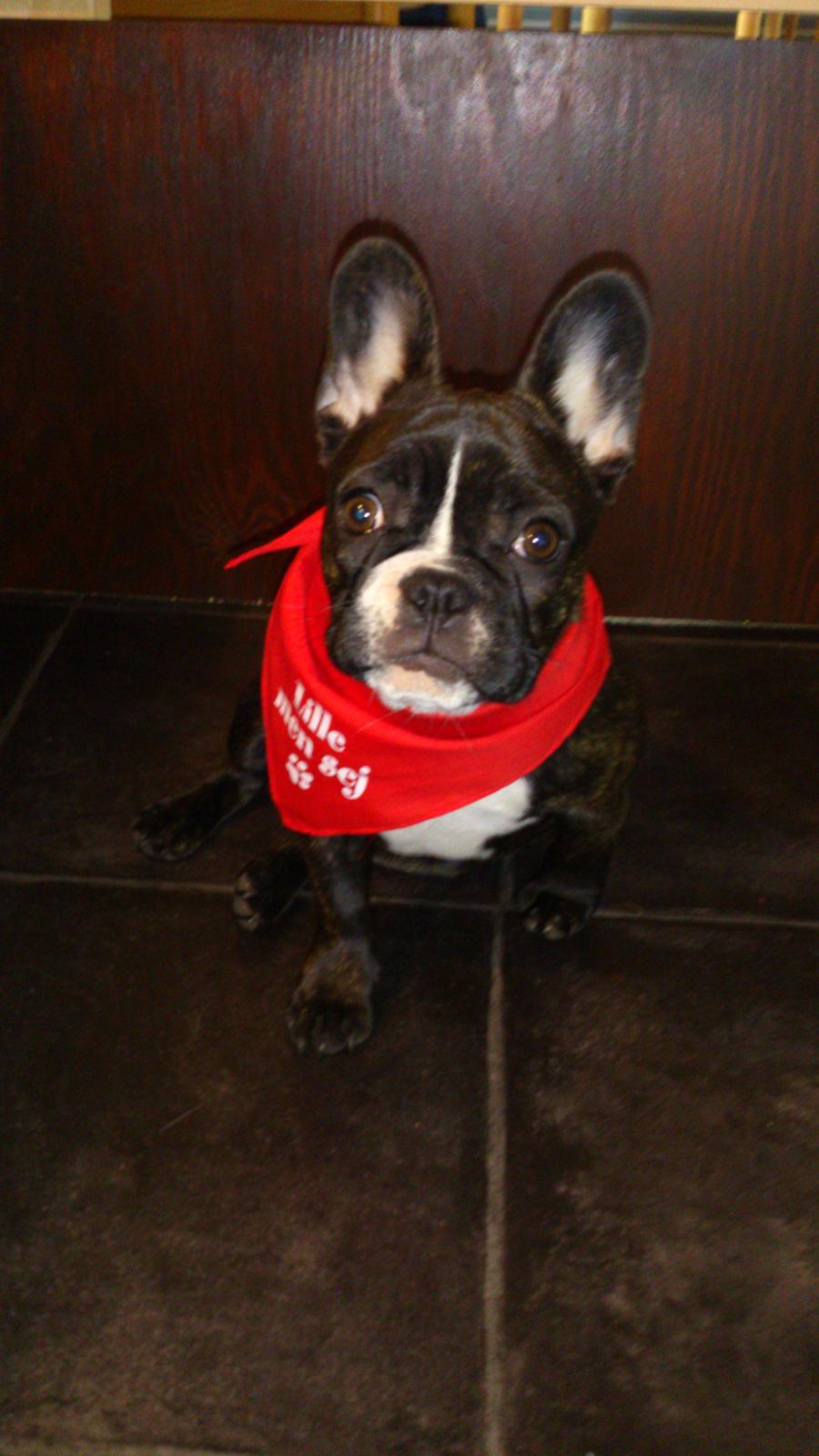 Fransk bulldog Bea - Mor `s seje vovse :-) billede 1