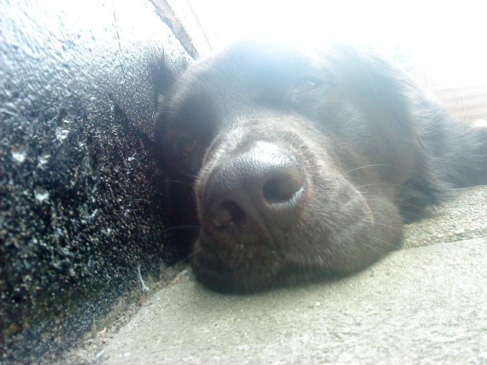 Blanding af racer Blackie R.I.P billede 3