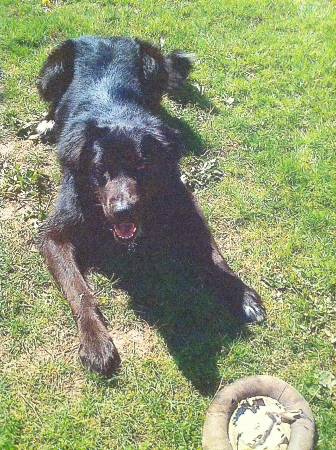 Blanding af racer Blackie R.I.P billede 2