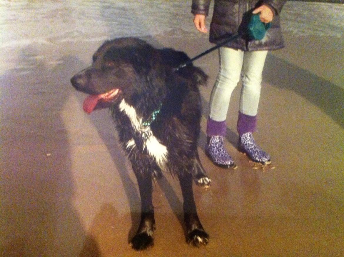 Blanding af racer Blackie R.I.P billede 4