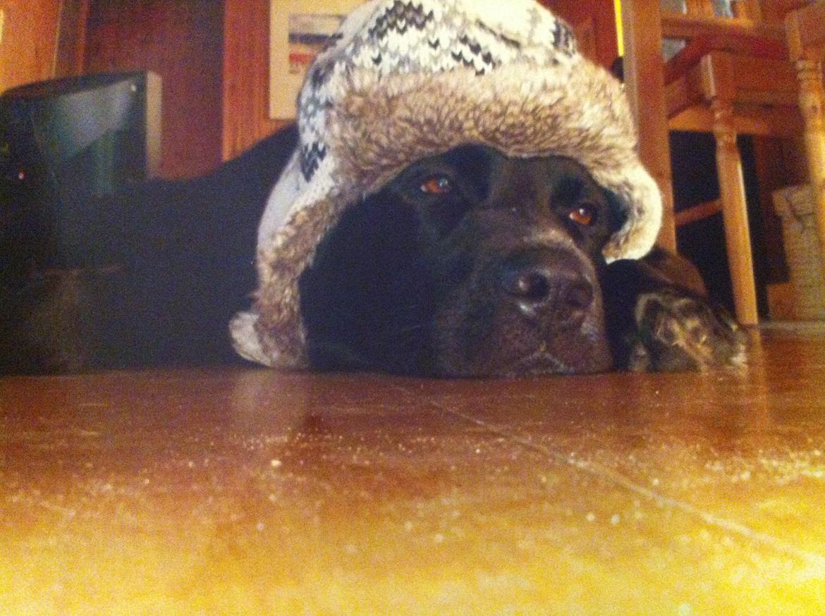 Blanding af racer Blackie R.I.P billede 1