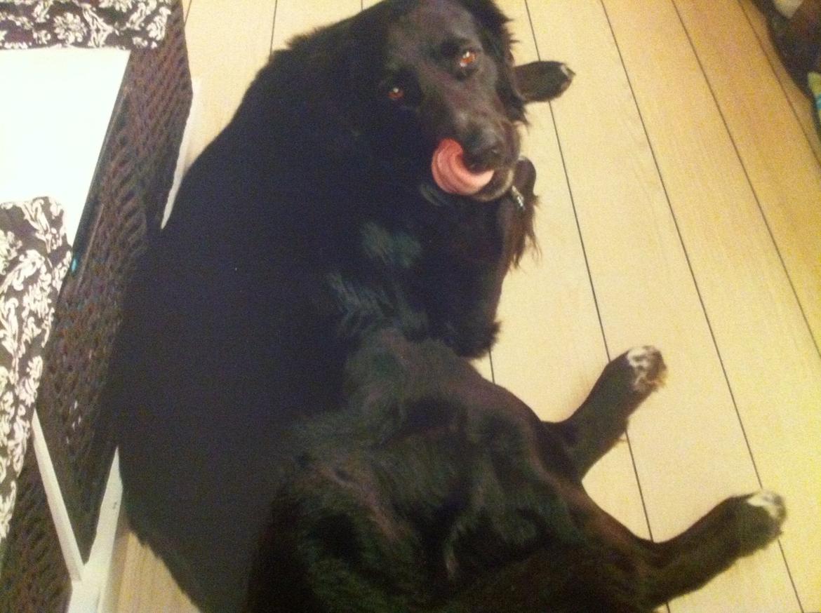 Blanding af racer Blackie R.I.P billede 7