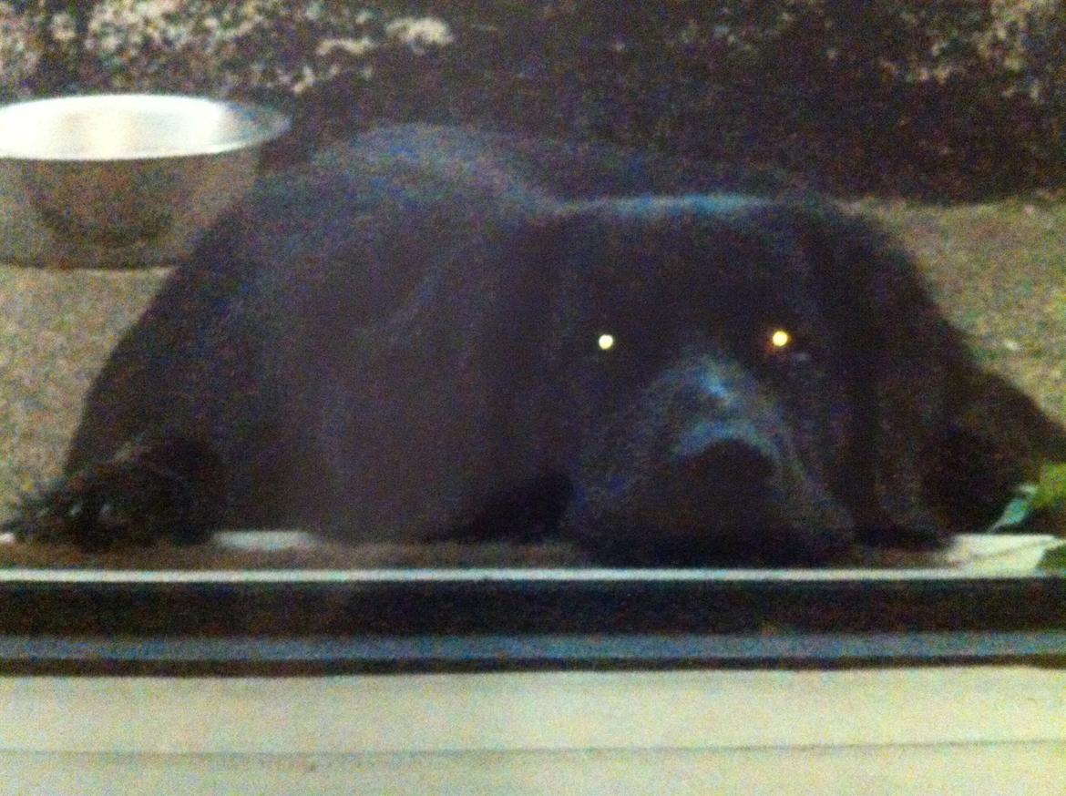 Blanding af racer Blackie R.I.P billede 6