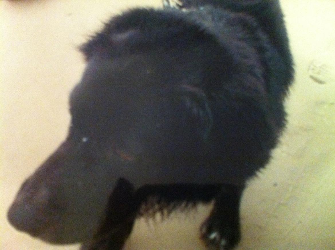 Blanding af racer Blackie R.I.P billede 8