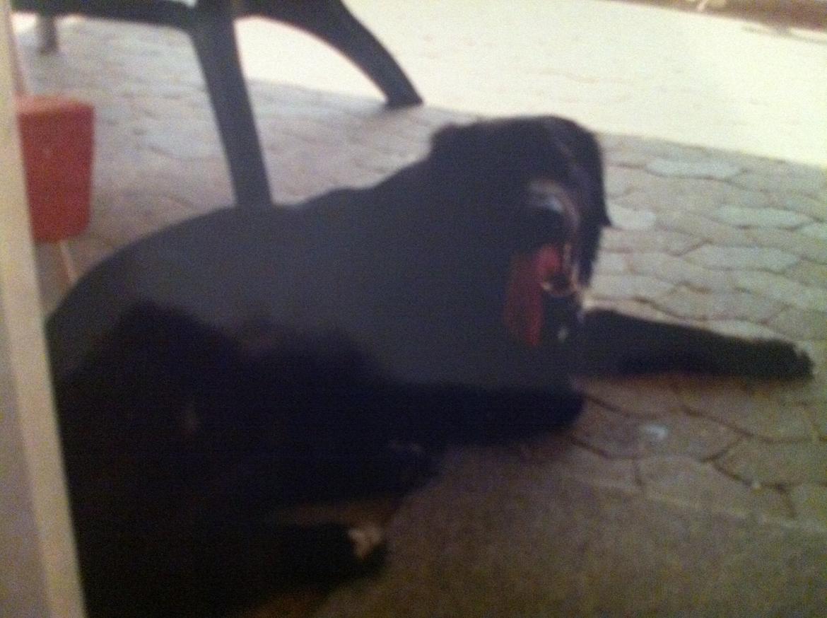 Blanding af racer Blackie R.I.P - Billederne er ikke så gode, men synes alligevel de skulle herind. billede 5