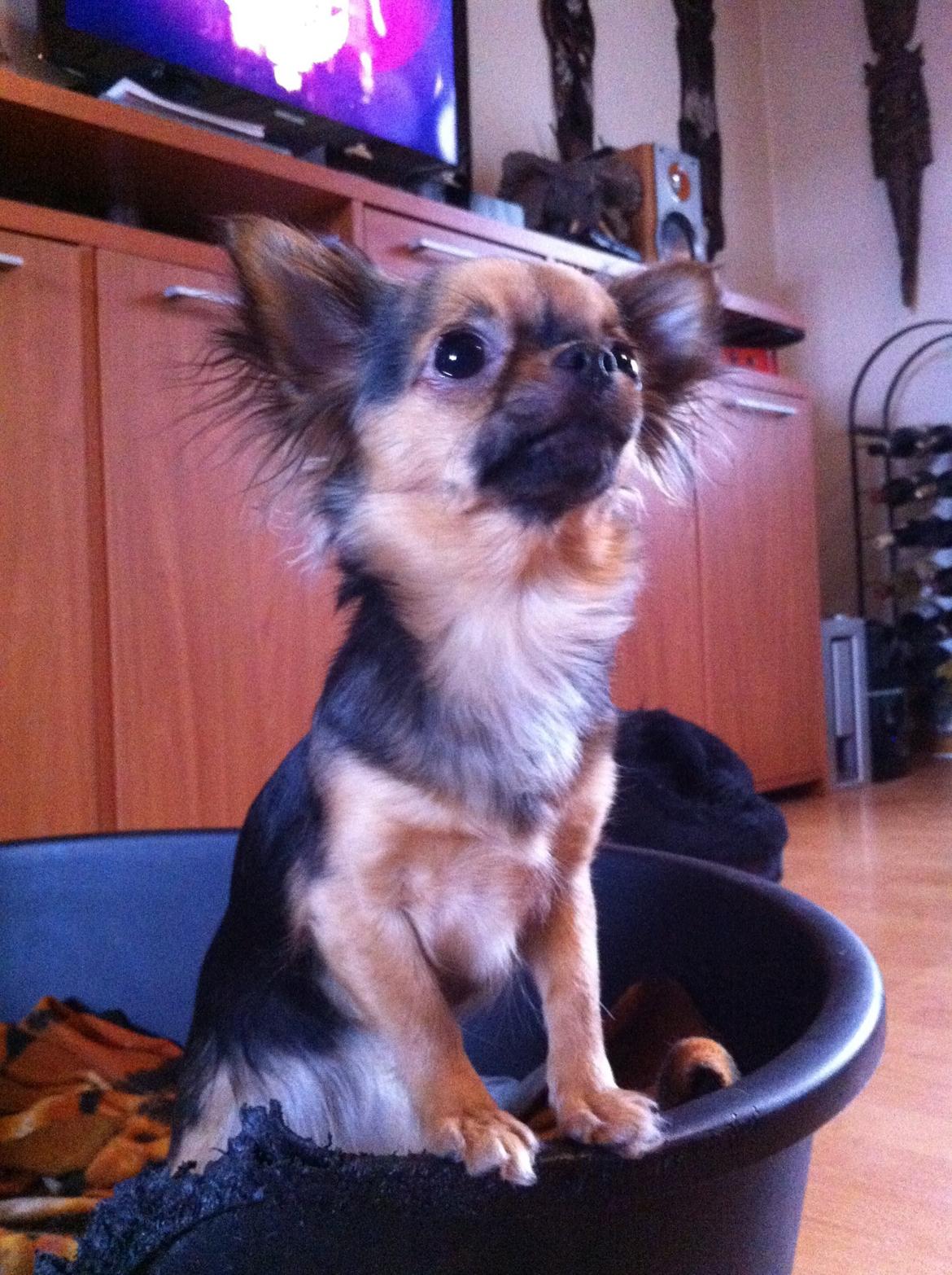 Chihuahua Bella<3 billede 10