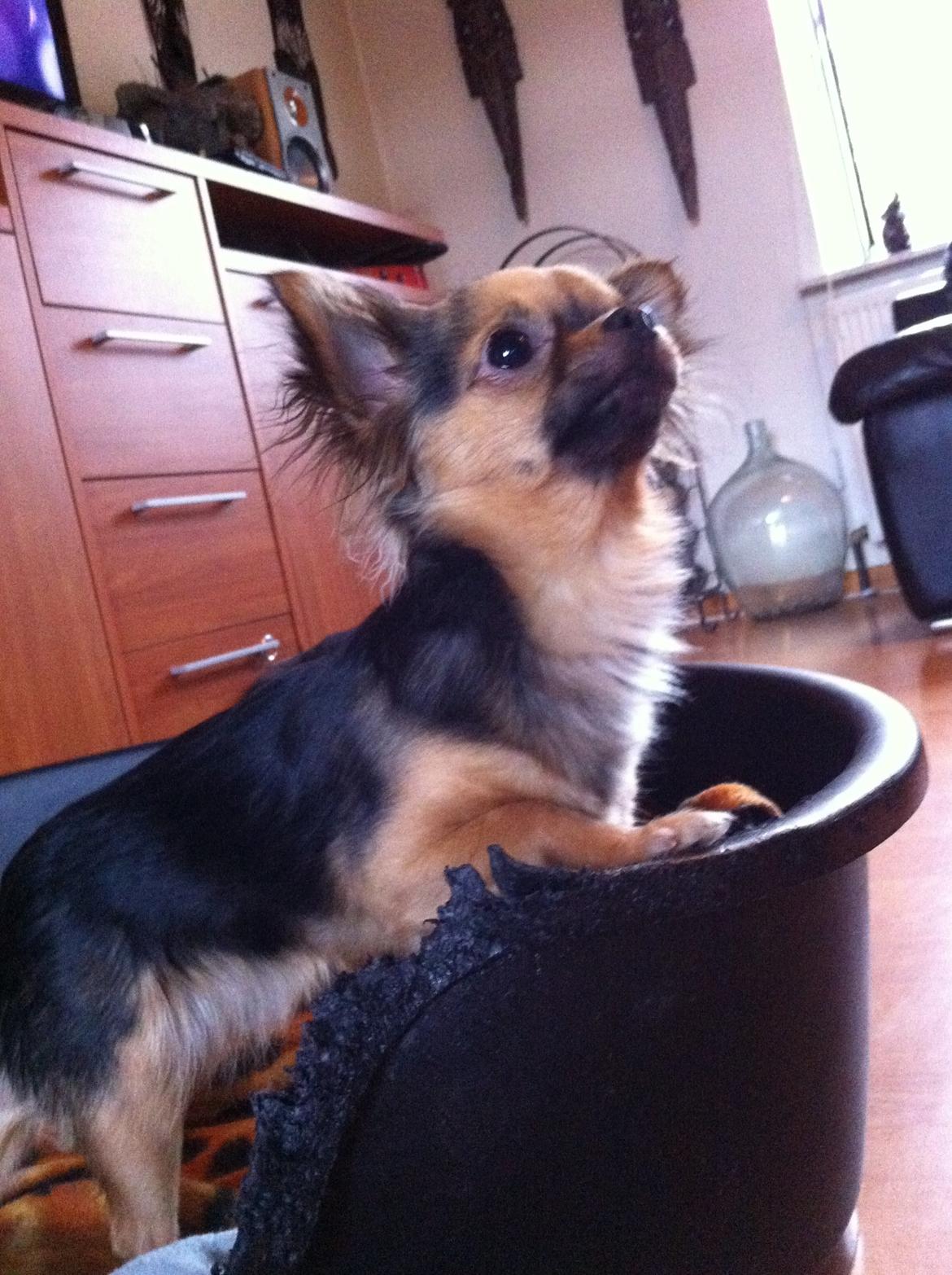 Chihuahua Bella<3 billede 11