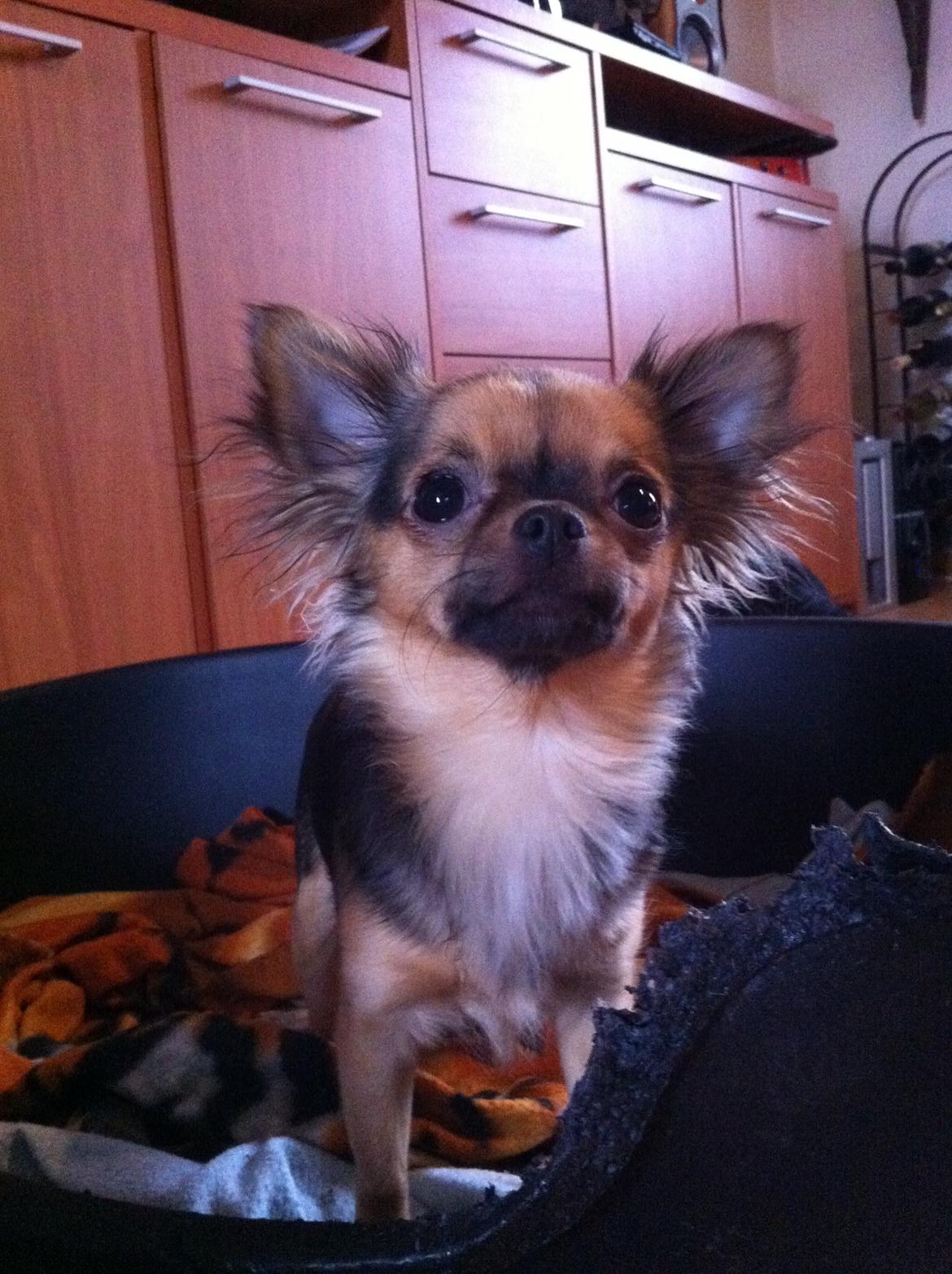 Chihuahua Bella<3 billede 12