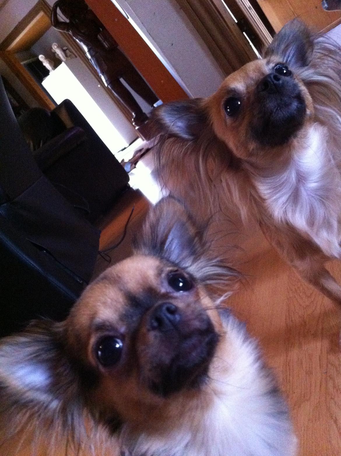 Chihuahua Bella<3 billede 13