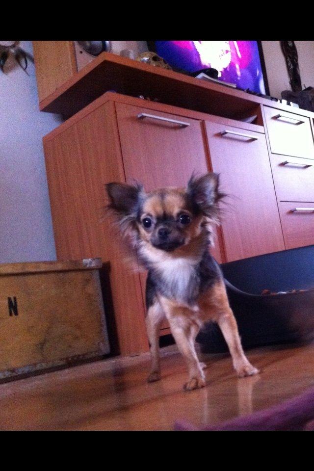 Chihuahua Bella<3 billede 14