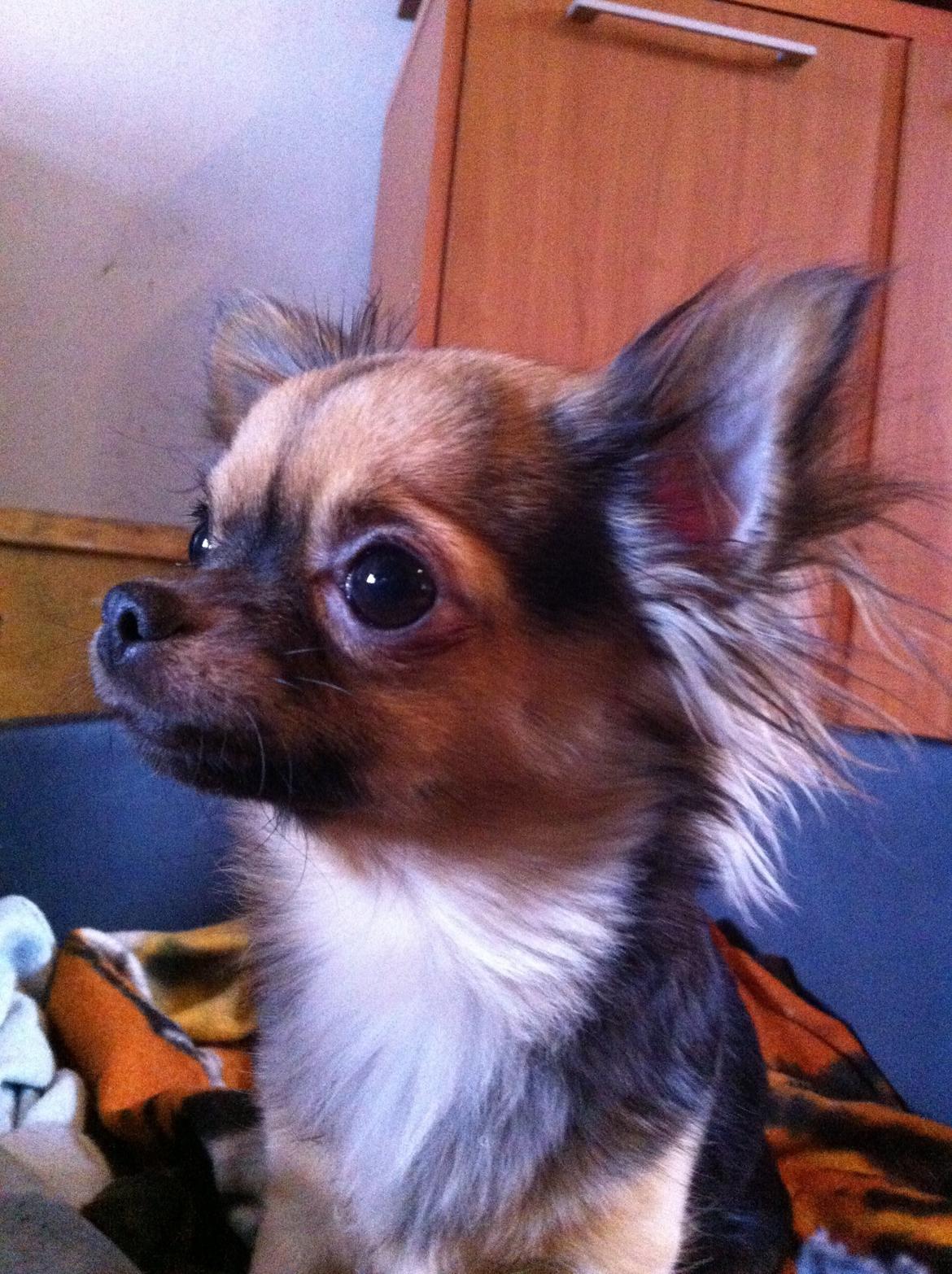 Chihuahua Bella<3 billede 15