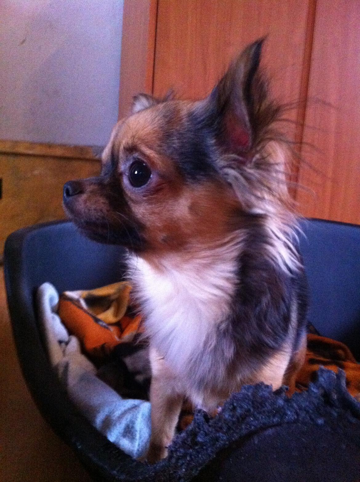 Chihuahua Bella<3 billede 16