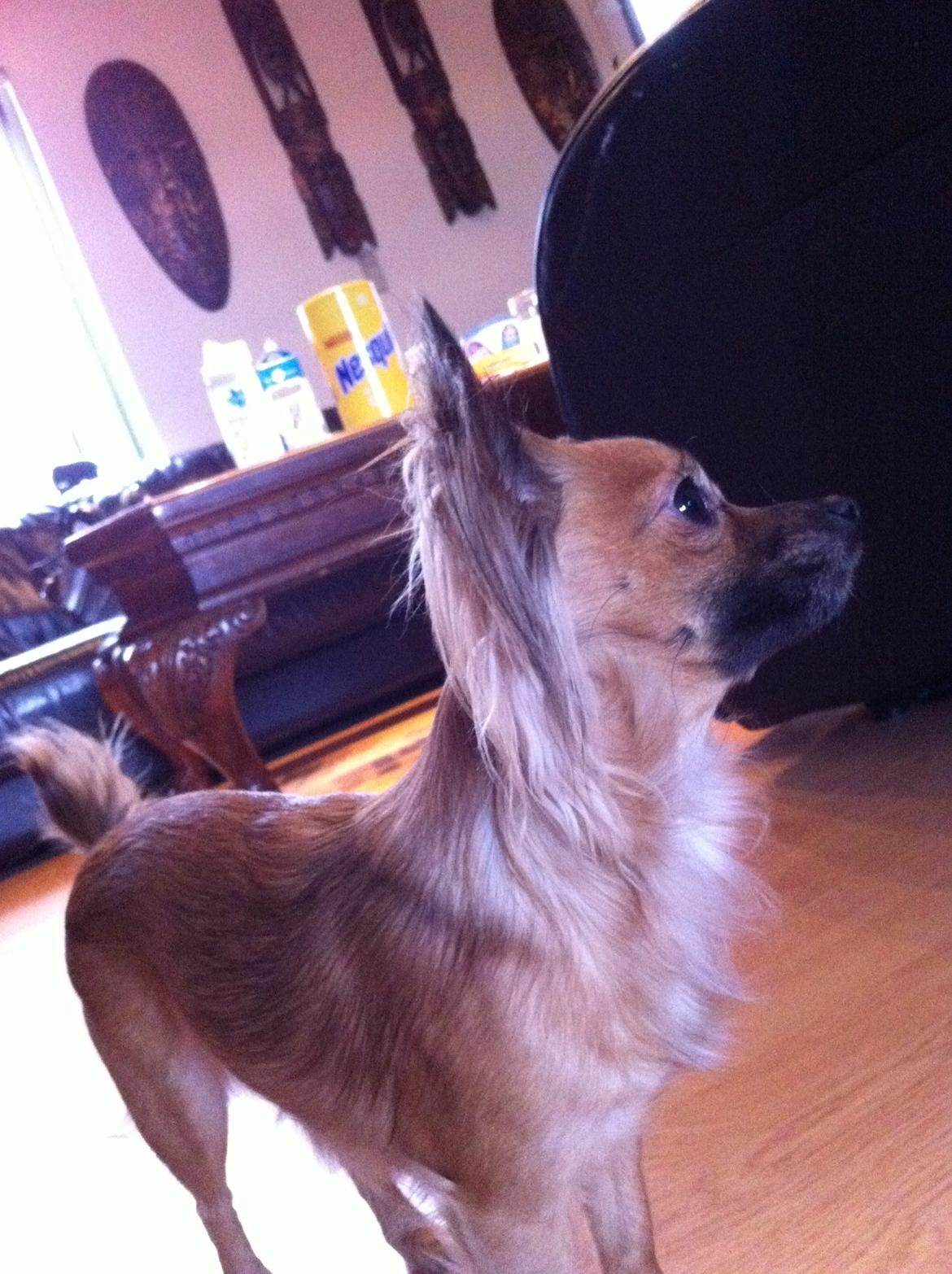 Chihuahua Zita billede 18