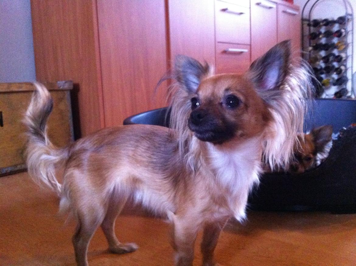 Chihuahua Zita billede 19