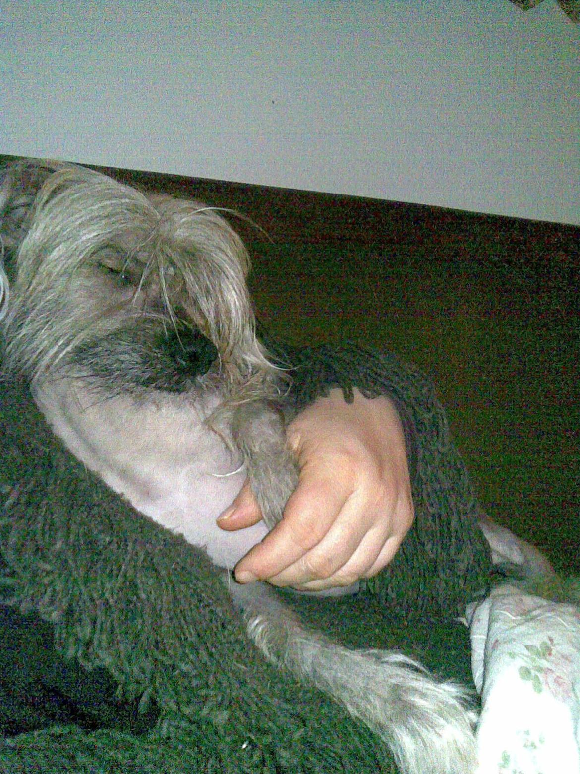 Chinese crested hårløs isa (isador) billede 7