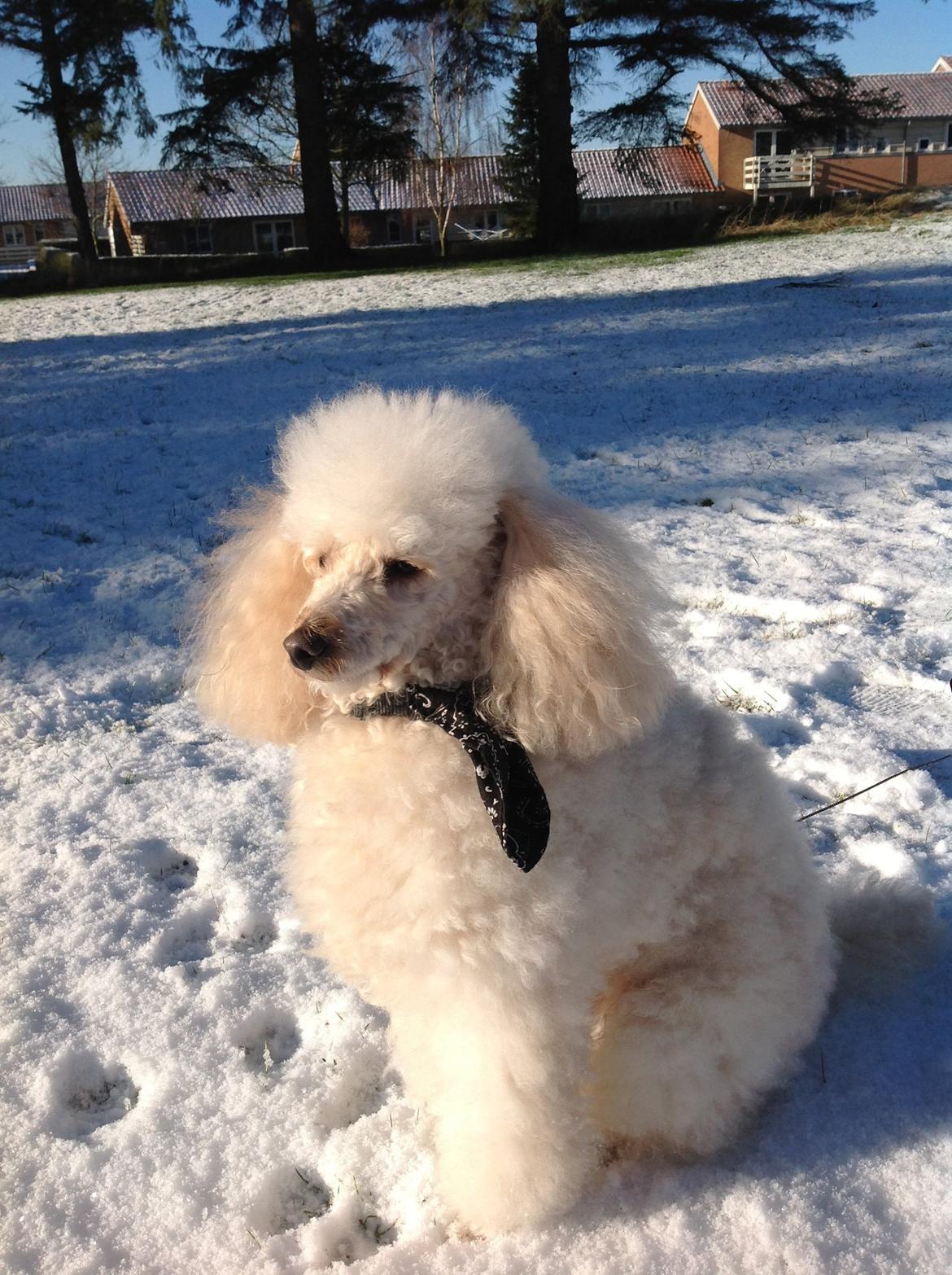 Dværgpuddel Olfert billede 9