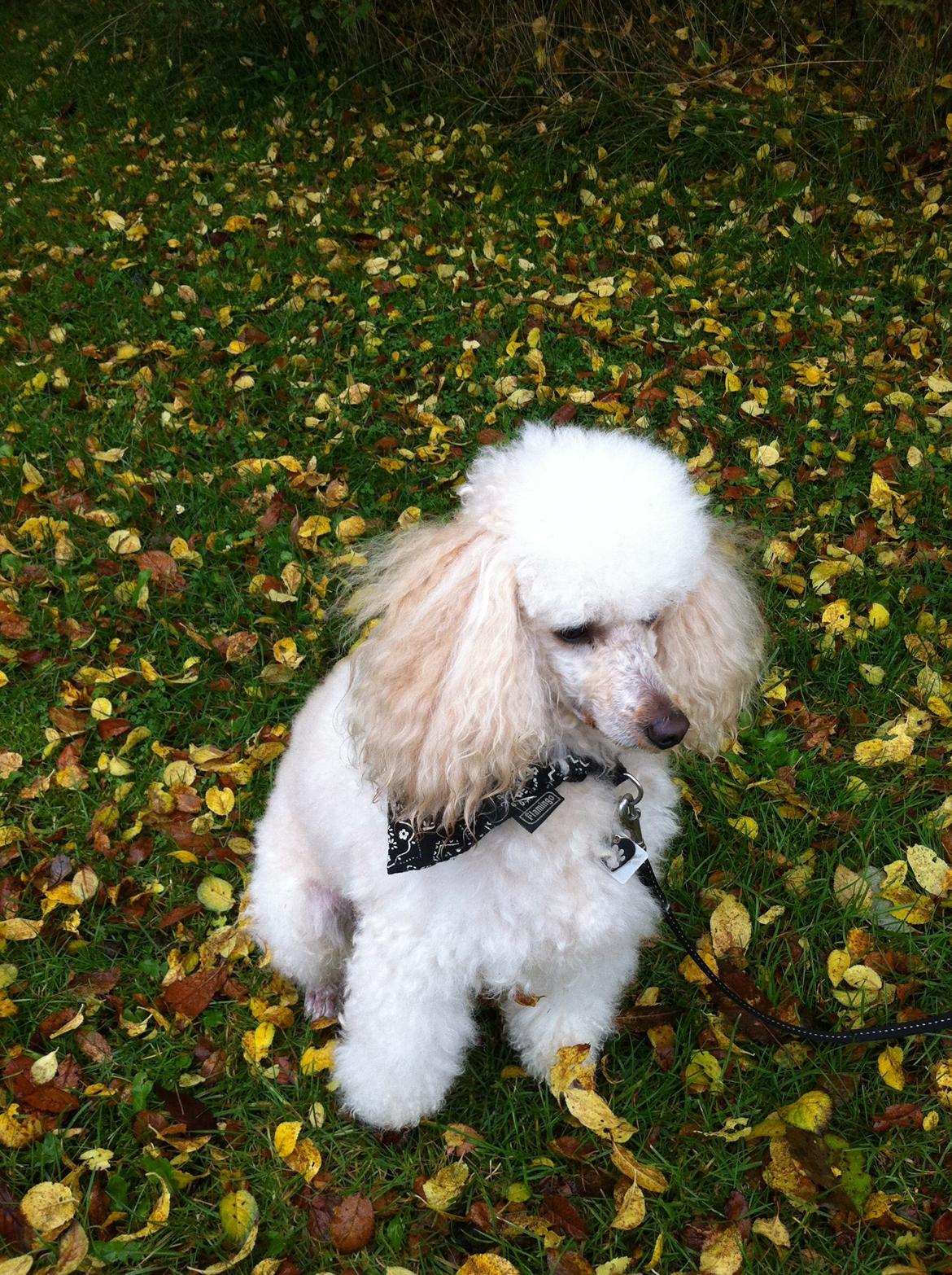 Dværgpuddel Olfert billede 10