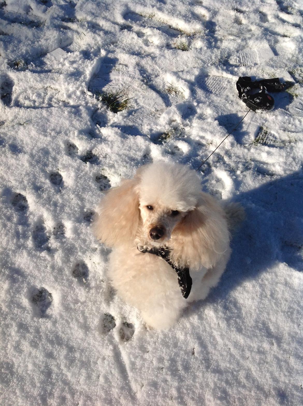 Dværgpuddel Olfert billede 11