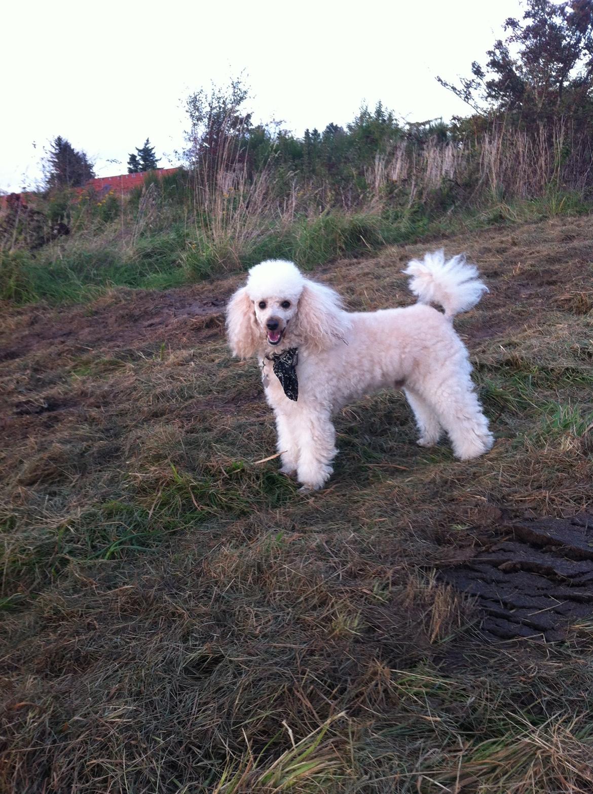 Dværgpuddel Olfert billede 12