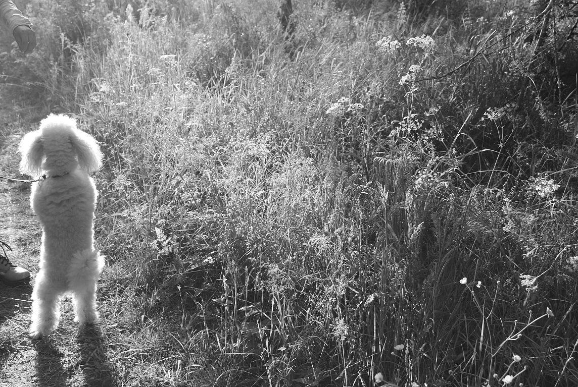 Dværgpuddel Olfert billede 13