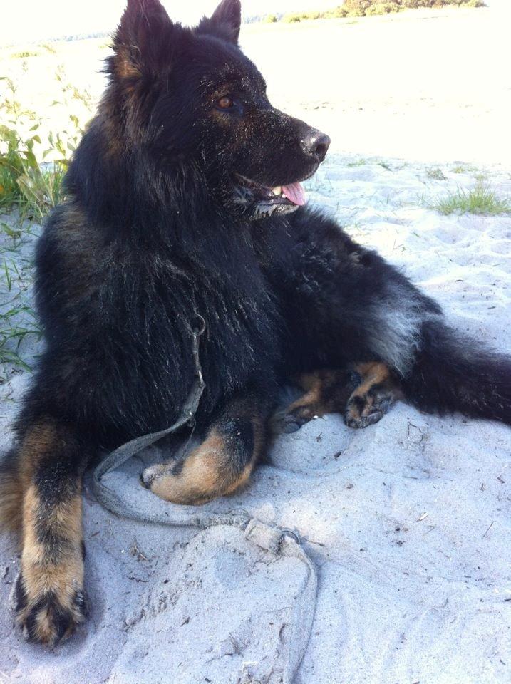 Schæferhund Fernando (Nano) - En dejlig morgentur der endte på stranden. Det er lige noget der behager min strand løve :) billede 1