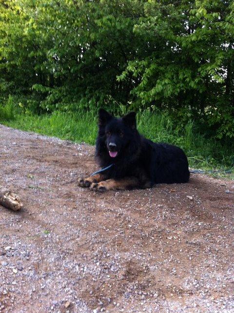 Schæferhund Fernando (Nano) billede 8