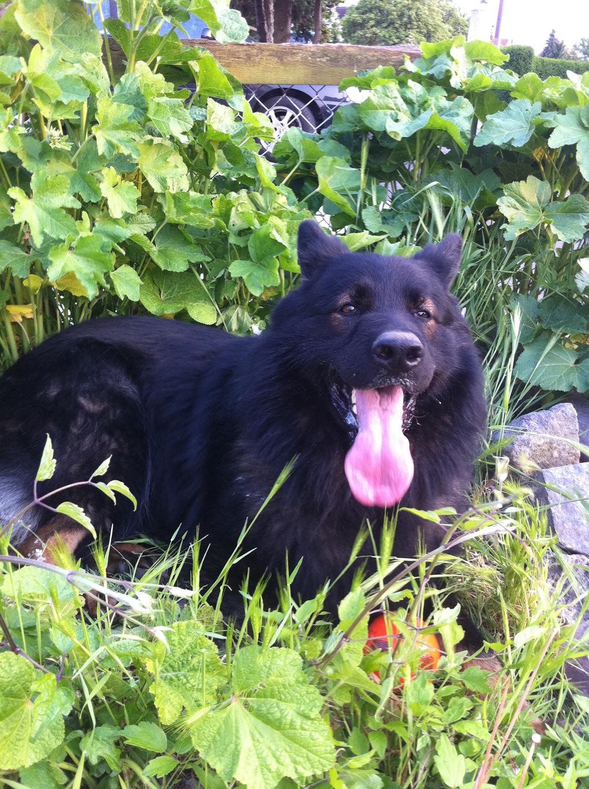 Schæferhund Fernando (Nano) billede 5