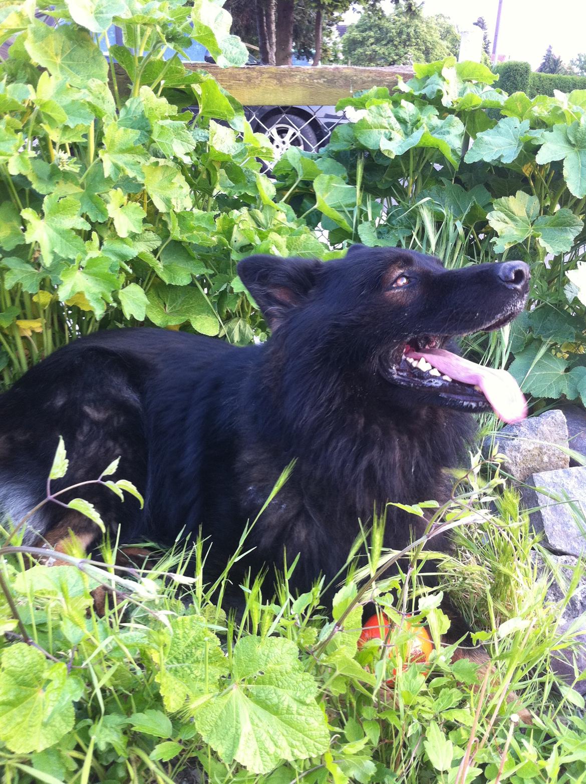 Schæferhund Fernando (Nano) billede 2