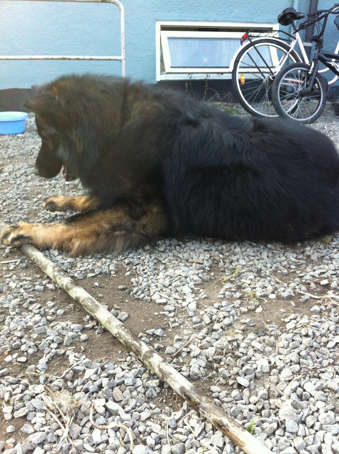 Schæferhund Fernando (Nano) billede 4