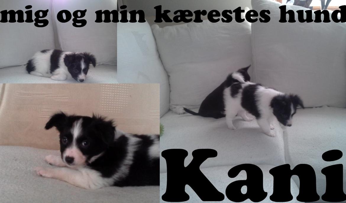 Blanding af racer Kani - min hund kani 8 uger
 billede 6