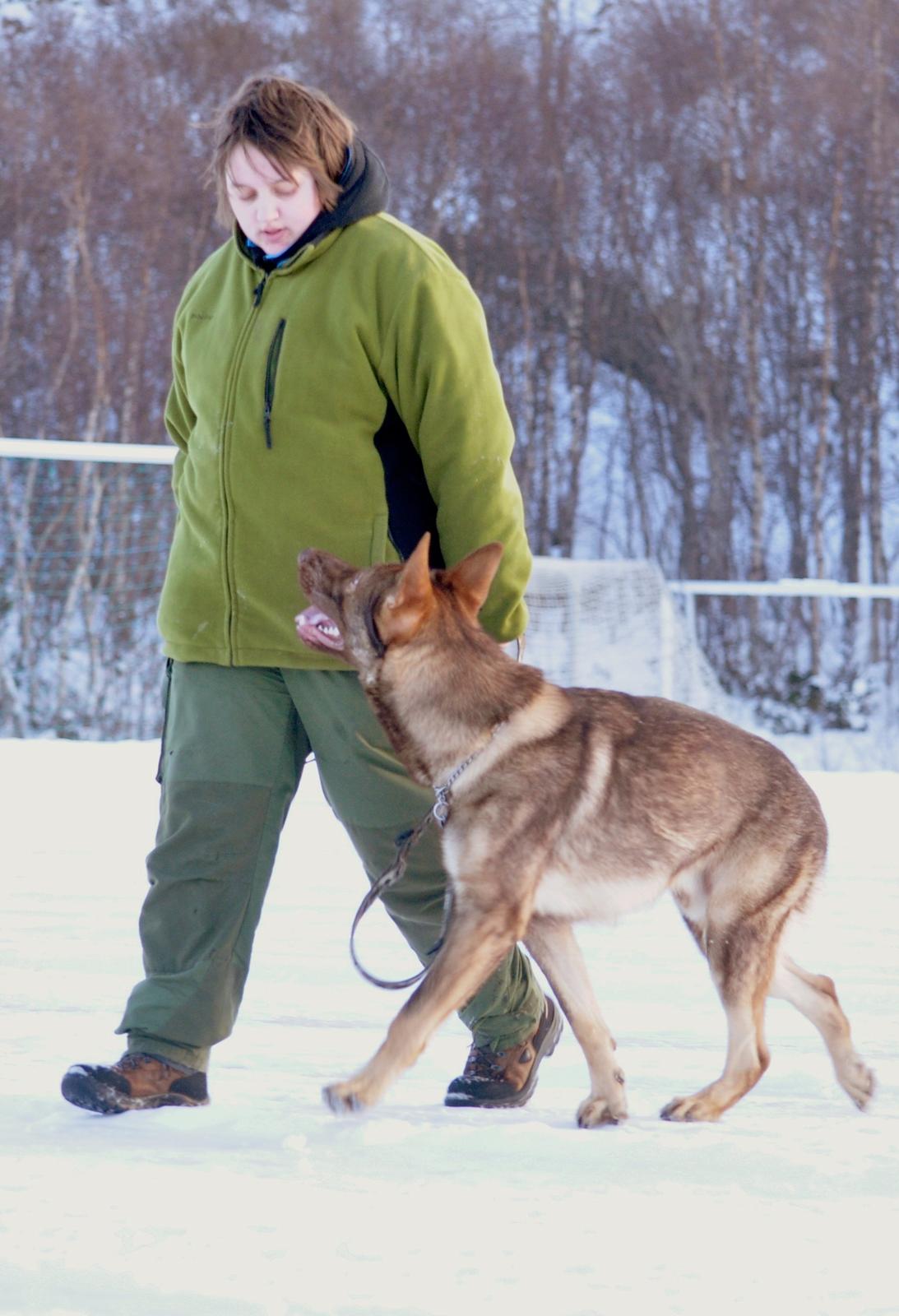 Schæferhund Joy's Sueno billede 6