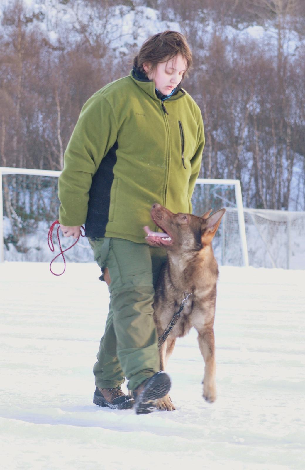 Schæferhund Joy's Sueno billede 7