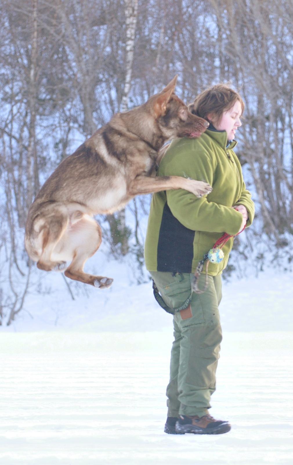 Schæferhund Joy's Sueno billede 8