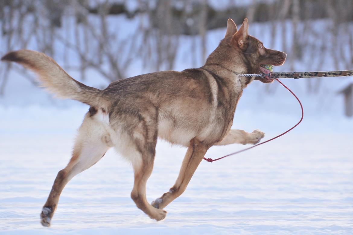 Schæferhund Joy's Sueno billede 9