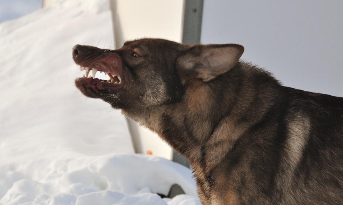 Schæferhund Joy's Sueno billede 10