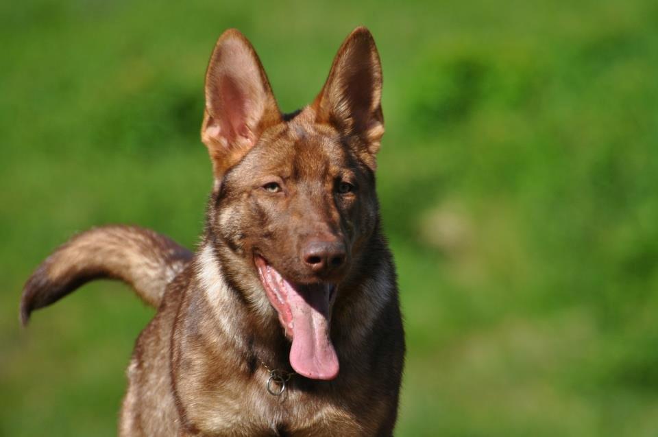 Schæferhund Joy's Sueno billede 5