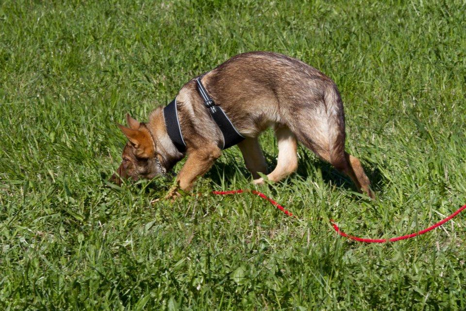 Schæferhund Joy's Sueno - Sueno på RIK kurs i spor-A 4mnd gammel!  billede 4