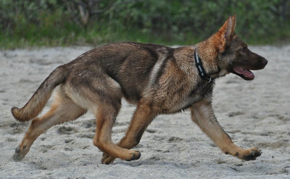 Schæferhund Joy's Sueno billede 11