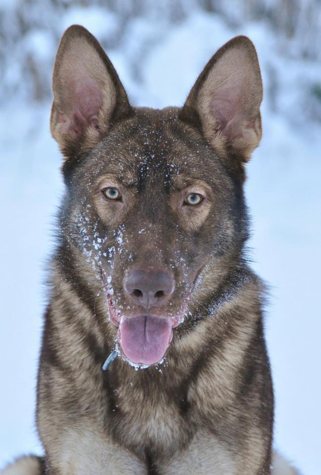 Schæferhund Joy's Sueno billede 14