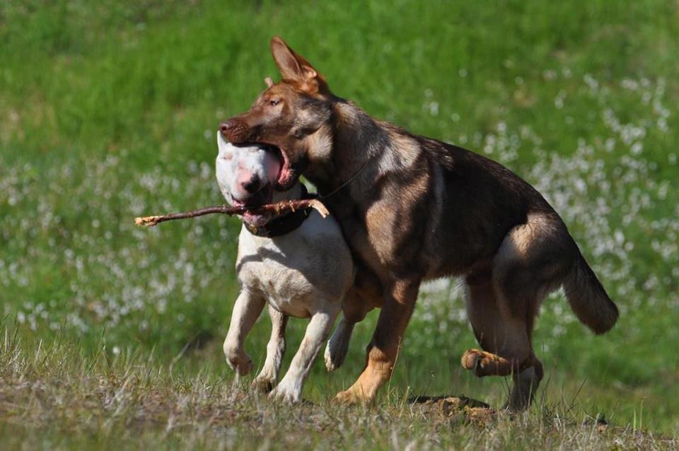 Schæferhund Joy's Sueno billede 15